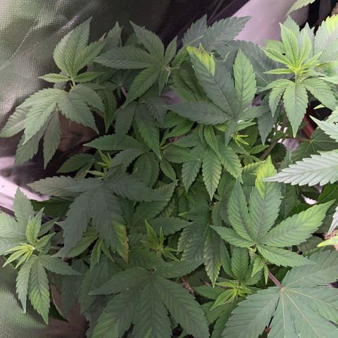 Big Bud 1 Klon 1 by KilliczGe growlog timeline photo