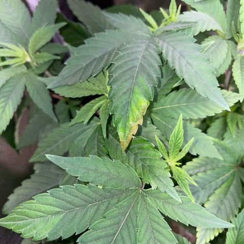 Big Bud 1 Klon 1 by KilliczGe growlog timeline photo