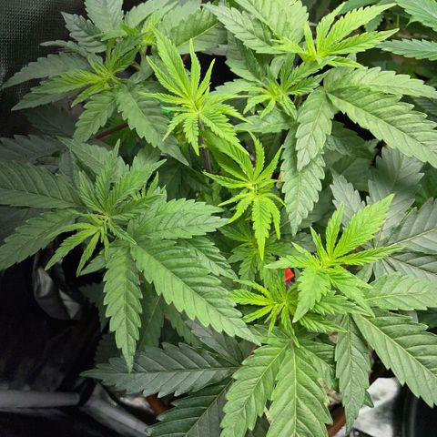 Dante’s Inferno - Mile High Dave by KilliczGe growlog timeline photo