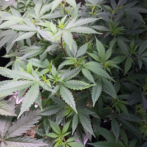 Tangerine Dream Clon #1 by KilliczGe growlog timeline photo