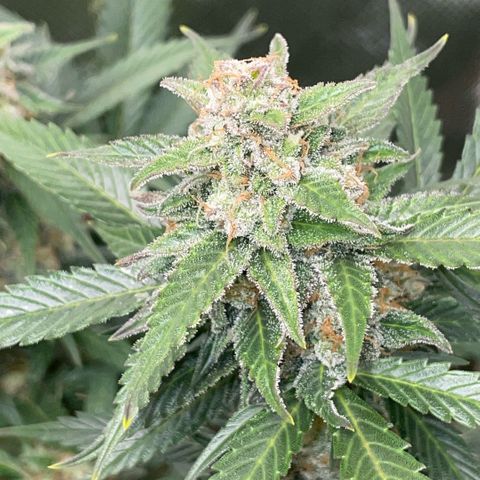 Purple Punch Automatic by KilliczGe growlog timeline photo