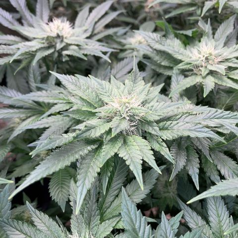 Big Bud by KilliczGe growlog timeline photo