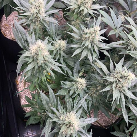 Permanent Marker by KilliczGe growlog timeline photo