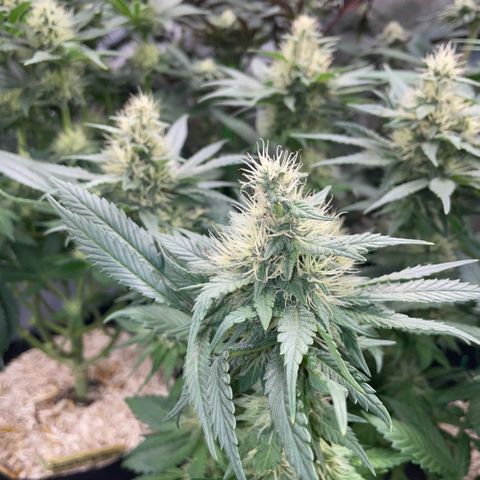 Permanent Marker by KilliczGe growlog timeline photo