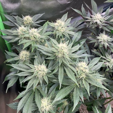 Purple Zkittlez #2 by KilliczGe growlog timeline photo