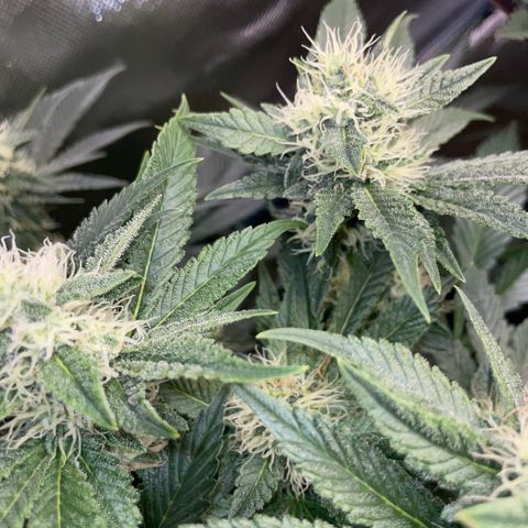 Purple Zkittlez #2 by KilliczGe growlog timeline photo