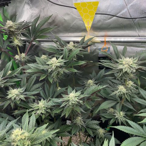 Cereal Milk #3 by KilliczGe growlog timeline photo