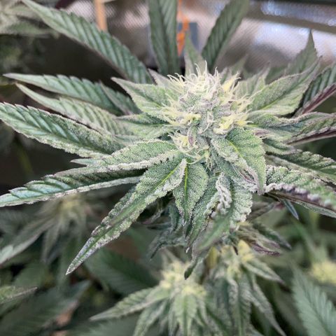 Cereal Milk #3 by KilliczGe growlog timeline photo