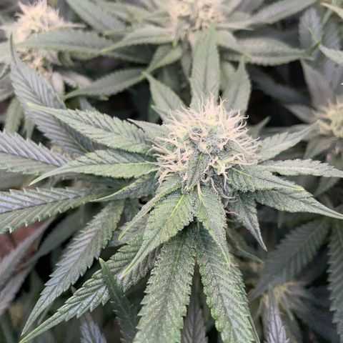 Purple Zkittlez #1 by KilliczGe growlog timeline photo
