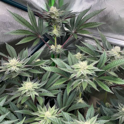 Cereal Milk #3 by KilliczGe growlog timeline photo