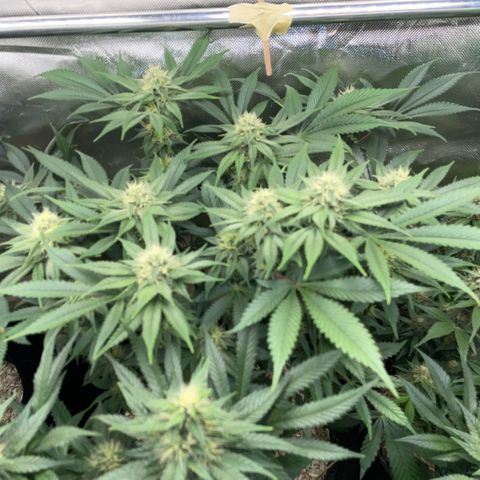 Purple Zkittlez #1 by KilliczGe growlog timeline photo