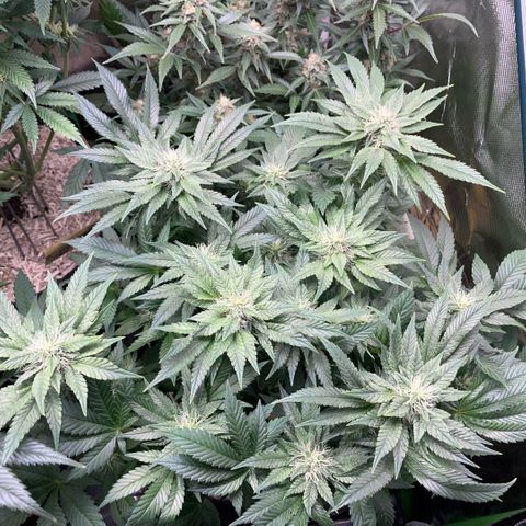 Big Bud by KilliczGe growlog timeline photo