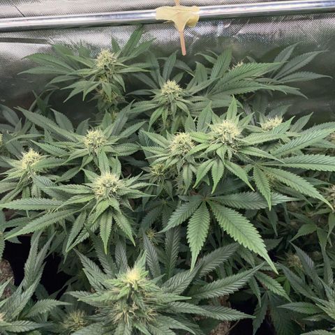 Purple Zkittlez #1 by KilliczGe growlog timeline photo