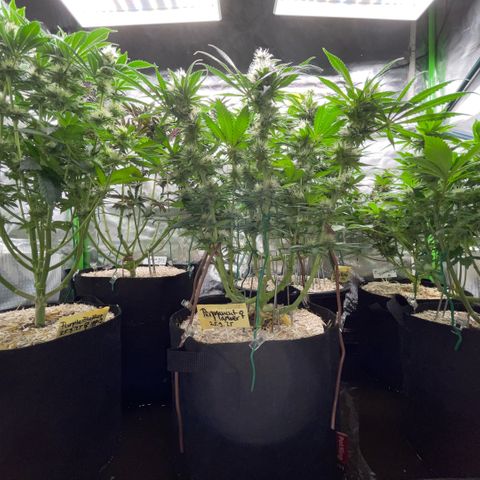 Purple Punch Automatic by KilliczGe growlog timeline photo