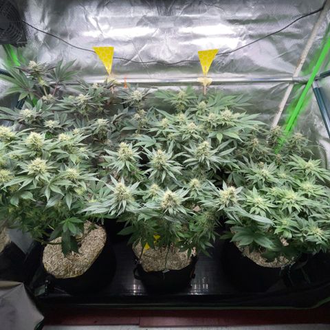 Purple Punch Automatic by KilliczGe growlog timeline photo