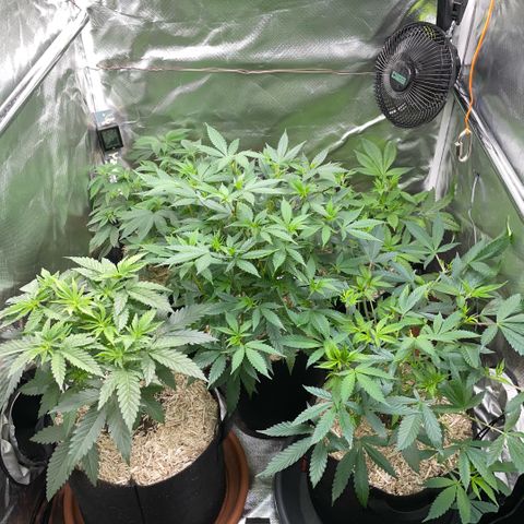 Dante’s Inferno - Mile High Dave by KilliczGe growlog timeline photo