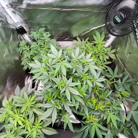 Dante’s Inferno - Mile High Dave by KilliczGe growlog timeline photo