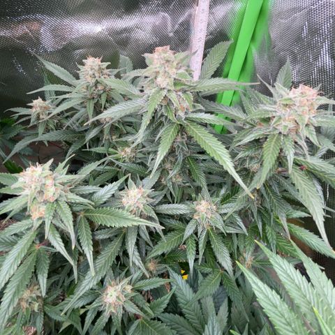 Purple Punch Automatic by KilliczGe growlog timeline photo