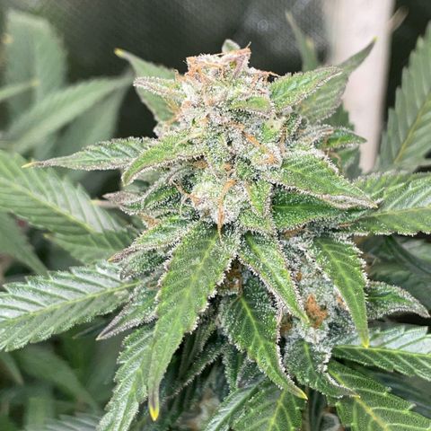 Purple Punch Automatic by KilliczGe growlog timeline photo