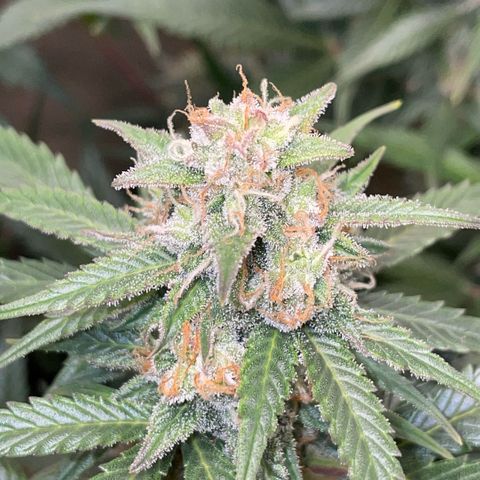 Purple Punch Automatic by KilliczGe growlog timeline photo