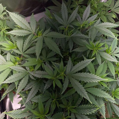 Tangerine Dream Clon #1 by KilliczGe growlog timeline photo