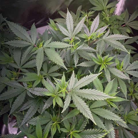 Tangerine Dream Clon #1 by KilliczGe growlog timeline photo