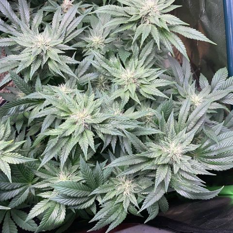 Big Bud by KilliczGe growlog timeline photo