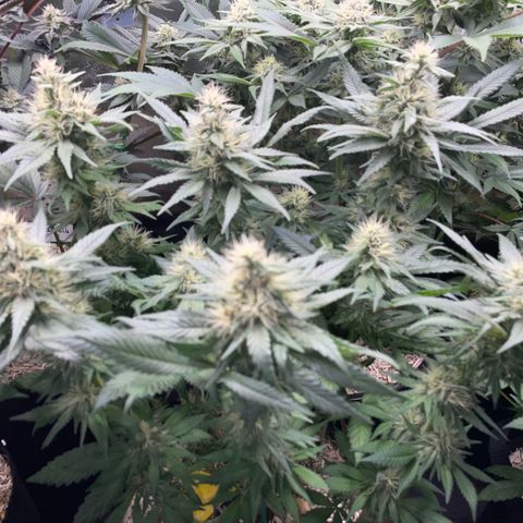 Permanent Marker by KilliczGe growlog timeline photo