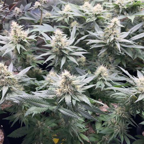 Permanent Marker by KilliczGe growlog timeline photo