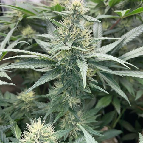 Permanent Marker by KilliczGe growlog timeline photo