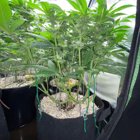 Big Bud by KilliczGe growlog timeline photo