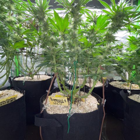 Permanent Marker by KilliczGe growlog timeline photo