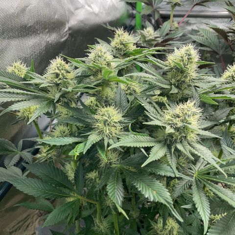 Purple Zkittlez #2 by KilliczGe growlog timeline photo