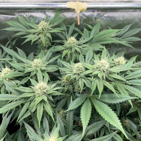 Purple Zkittlez #1 by KilliczGe growlog timeline photo