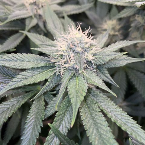 Purple Zkittlez #1 by KilliczGe growlog timeline photo