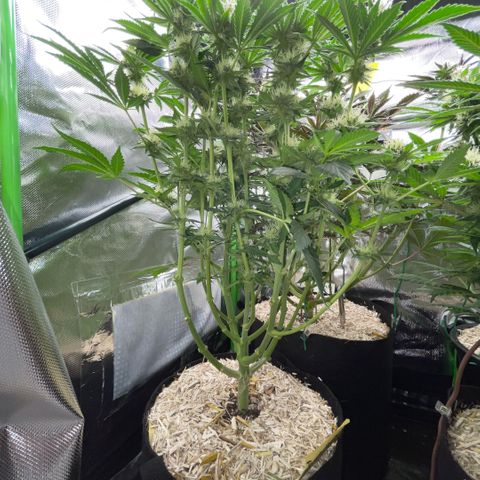 Purple Zkittlez #2 by KilliczGe growlog timeline photo