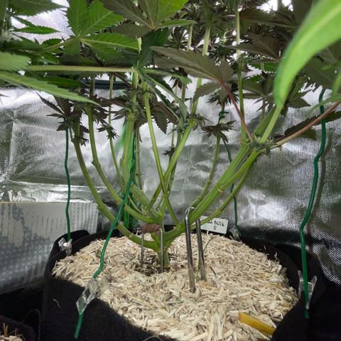 Cereal Milk #3 by KilliczGe growlog timeline photo