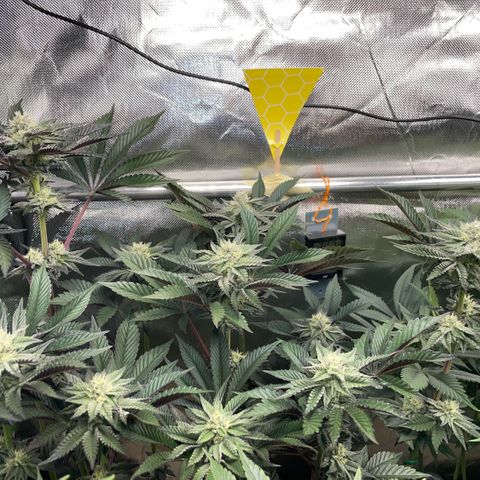 Cereal Milk #3 by KilliczGe growlog timeline photo