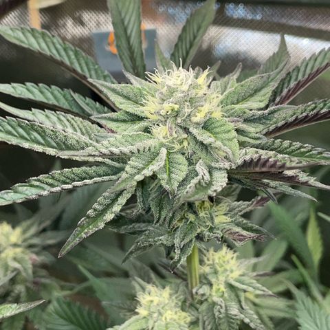 Cereal Milk #3 by KilliczGe growlog timeline photo