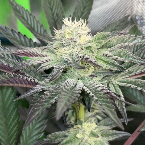 Cereal Milk #3 by KilliczGe growlog timeline photo