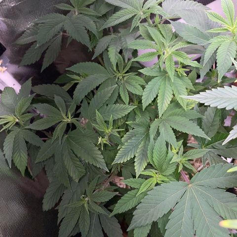 Big Bud 1 Klon 1 by KilliczGe growlog timeline photo