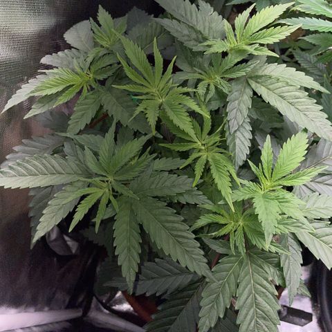 Dante’s Inferno - Mile High Dave by KilliczGe growlog timeline photo