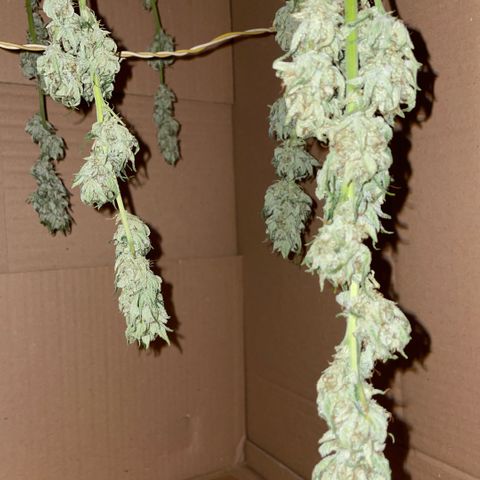 White Widow Automatic by KilliczGe growlog timeline photo