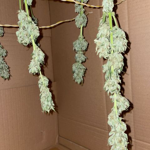 White Widow Automatic by KilliczGe growlog timeline photo