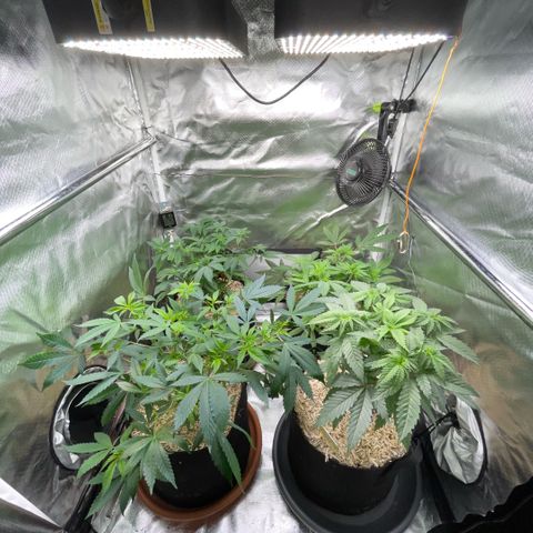 Dante’s Inferno - Mile High Dave by KilliczGe growlog timeline photo