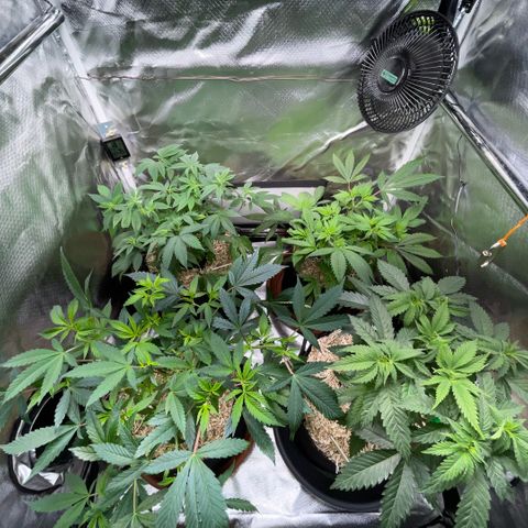 Dante’s Inferno - Mile High Dave by KilliczGe growlog timeline photo