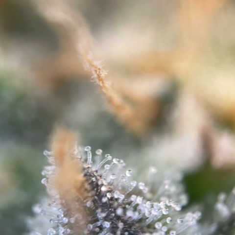 Purple Punch Automatic by KilliczGe growlog timeline photo