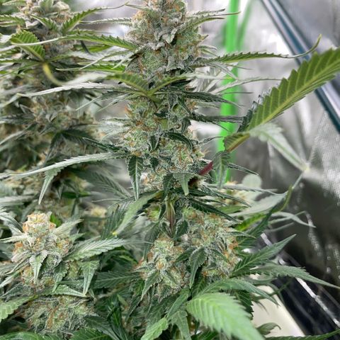 Purple Punch Automatic by KilliczGe growlog timeline photo