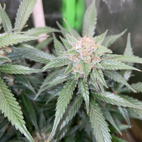 Purple Punch Automatic by KilliczGe growlog timeline photo