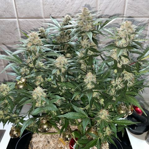 Purple Punch Automatic by KilliczGe growlog timeline photo